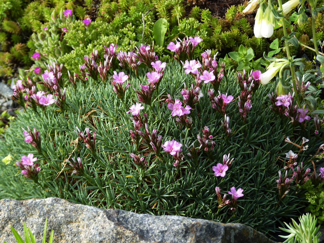 Acantholimon ulicinum